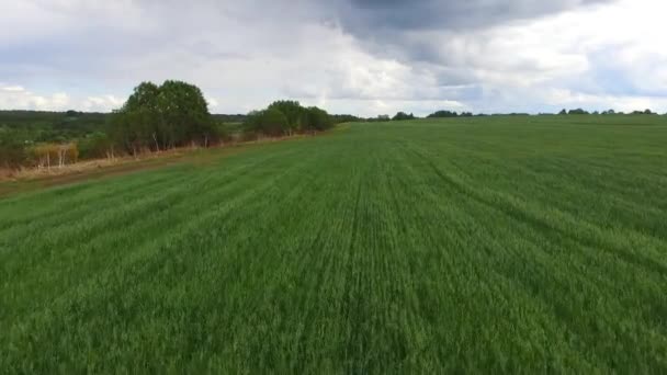 Gewassen tarwe groeien in een landbouwgebied. — Stockvideo