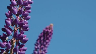 Çiçek Lupinus makro.