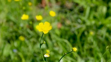 Çayırdaki sarı yabani çiçek.
