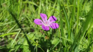 Çayırda mor yabani çiçek.