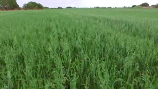 Crops wheat grow in an agricultural field. — Stock Video