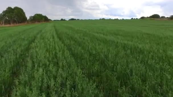 Coltivazioni di frumento in campo agricolo. — Video Stock