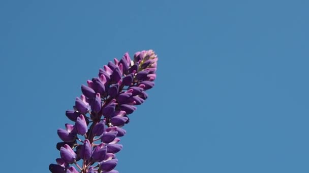 Çiçek Lupinus Makro Uzun Boylu Vahşi Lupin Çiçekleri — Stok video
