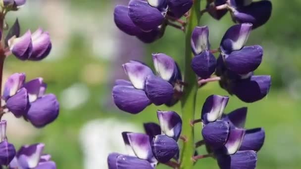 Blomma Lupinus makro. — Stockvideo