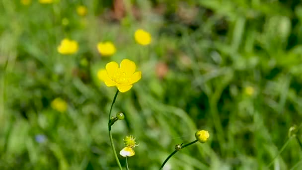 Fleur sauvage jaune dans une prairie. — Video