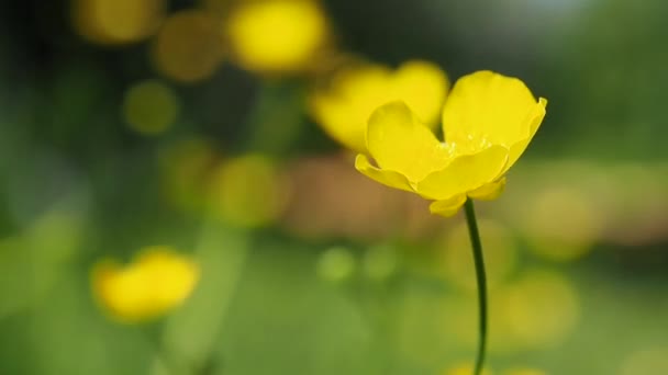 Gul vild blomma på en äng. — Stockvideo