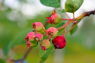 Saskatoon Irga bahçede olgunlaşıyor.