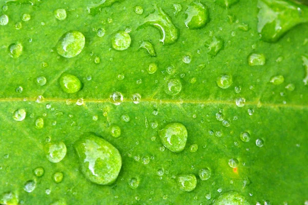 Leaves Drop Water Macro — Stock Photo, Image
