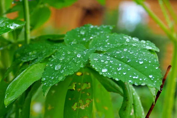 Листья Каплей Водяного Макро — стоковое фото