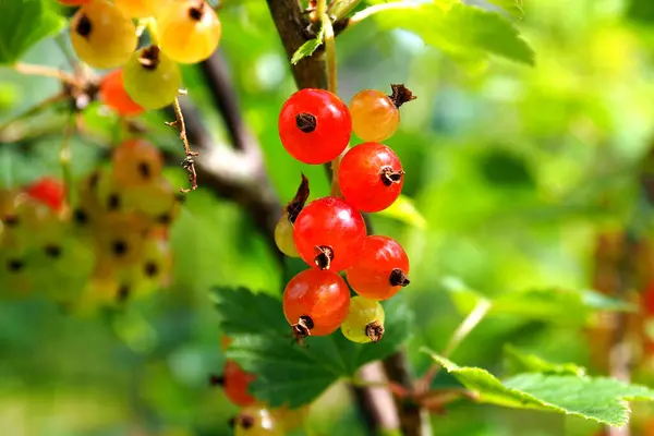 Saison Cueillette Des Baies Agriculteur — Photo