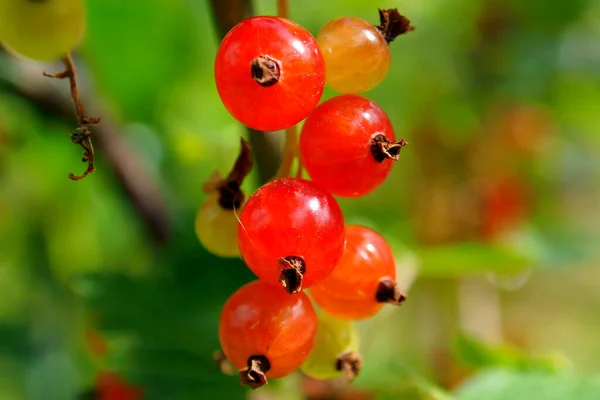 Season Collecting Farmer Berry Crop — Stock Photo, Image