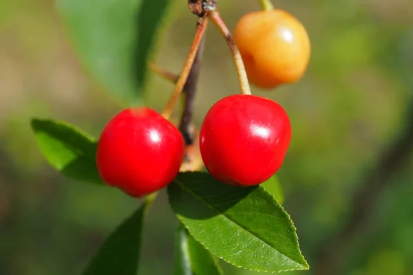 Saison Récolte Des Fruits Moisson — Photo