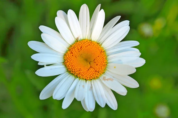 Sezon Zbierania Nektaru Pyłkowego Przez Owady Kwiatów — Zdjęcie stockowe