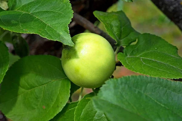Apfelplantage Ist Agronomisch — Stockfoto
