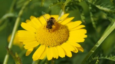 Yazın bal toplayan arı. Arılar çiçekten polen toplarlar.