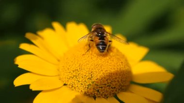 Yazın bal toplayan arı. Arılar çiçekten polen toplarlar.