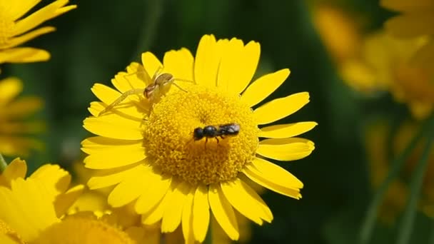 昆虫在采蜜季节采蜜 — 图库视频影像