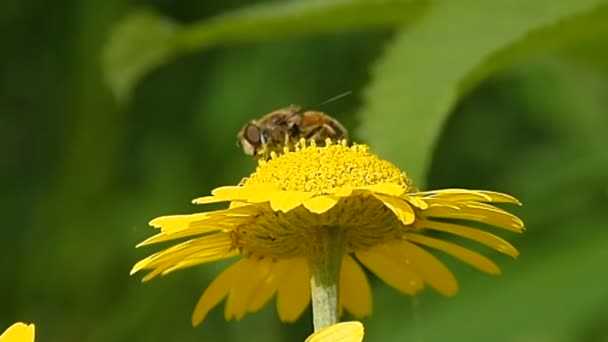 Μέλισσα Της Συλλογής Μελιού Καλοκαίρι Μέλισσες Συλλέγουν Γύρη Από Λουλούδια — Αρχείο Βίντεο