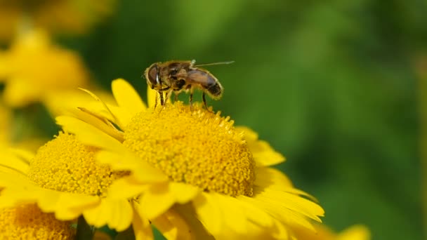 Bijen Honing Verzamelen Zomer Bijen Verzamelen Stuifmeel Van Bloemen — Stockvideo