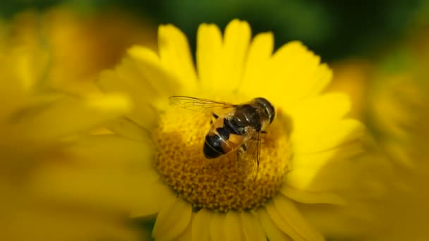 Abelha Mel Que Reúne Verão Abelhas Coletam Pólen Flor — Vídeo de Stock
