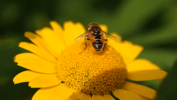 Abeille Miel Ramassant Été Les Abeilles Recueillent Pollen Des Fleurs — Video