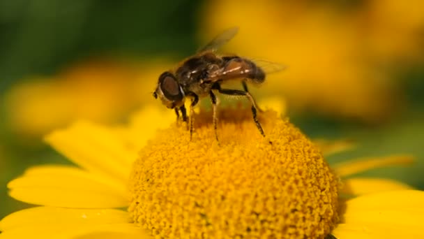 Bee Honey Collecting Summer Bees Collect Pollen Flower — Stock Video