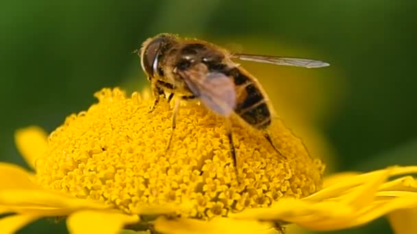 Lebah Madu Mengumpulkan Musim Panas Lebah Mengumpulkan Serbuk Sari Dari — Stok Video