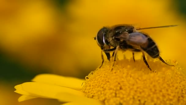 Abeille Miel Ramassant Été Les Abeilles Recueillent Pollen Des Fleurs — Video
