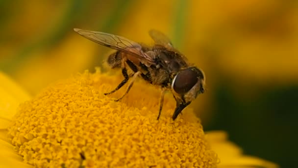 Une abeille recueille le pollen d'une fleur de prairie. — Video