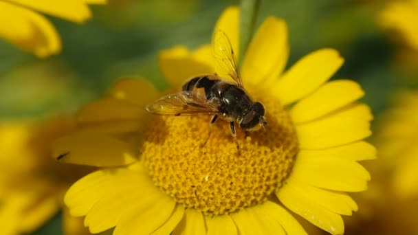 Una abeja recoge polen de una flor del prado. — Vídeo de stock