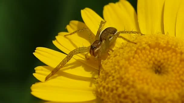 Spinne Auf Einer Gelben Blume Insektenmakro Sommer Wiesenblumen — Stockvideo