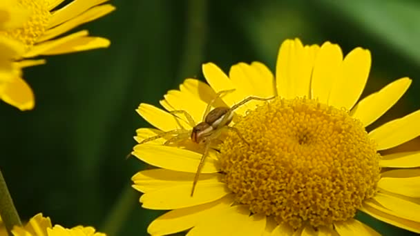 Spindel Gul Blomma Insekt Makro Sommaren Äng Blommor — Stockvideo