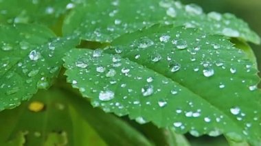 Yaprakların üzerine yağmur damlası. Makro yaprakların üzerinde çiy taneleri.