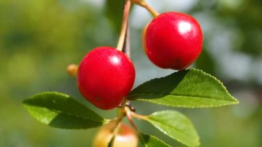 Yakın bir dalda kiraz meyvesi.