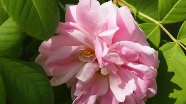 Bahçede solmuş pembe bir gül.