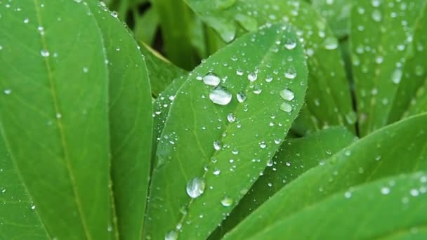 Gotas Lluvia Las Hojas Rocío Mañana Las Hojas Macro — Vídeo de stock