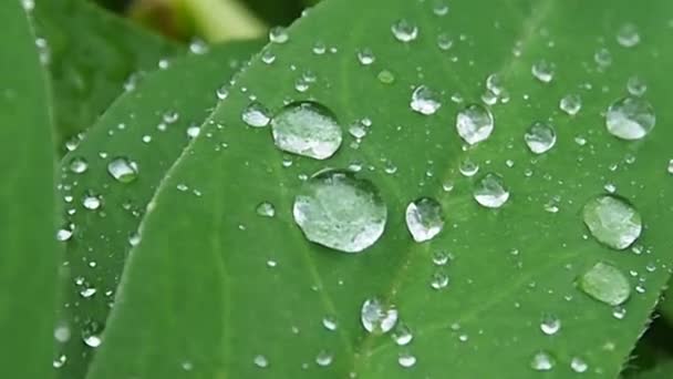 Regentropfen Auf Die Blätter Morgentau Auf Den Blättern Des Makros — Stockvideo