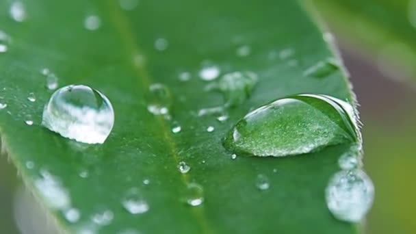 Rugiada mattina è chiaro sulle foglie di macro. — Video Stock