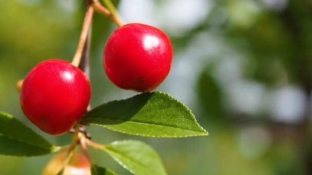 Cherry berries on a branch close. — Stock Video