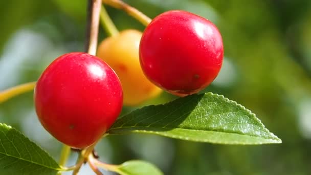 Cherry berries on a branch close. — Stock Video