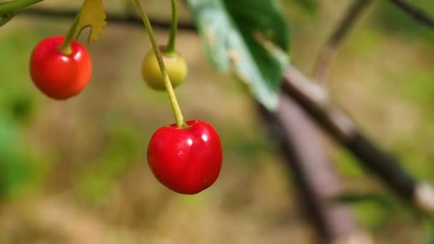 Cherry berries on a branch close. — Stock Video