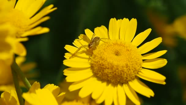 Pavouk na žlutém květu. Makro hmyzu v létě v lučních květinách.