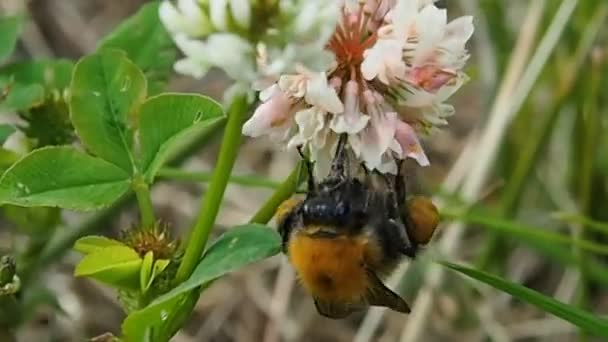 Das Insekt Sammelt Während Der Honigsaison Nektar — Stockvideo