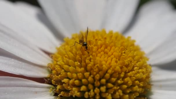 Insect Collects Nectar Honey Season — Stock Video