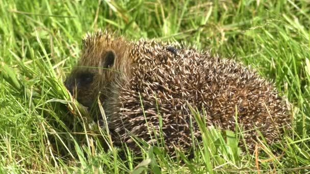 Divoký ježek v zelené trávě. — Stock video