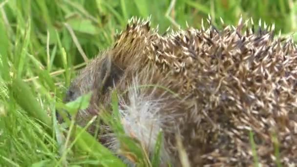 Wild hedgehog in the green grass. — Stock Video