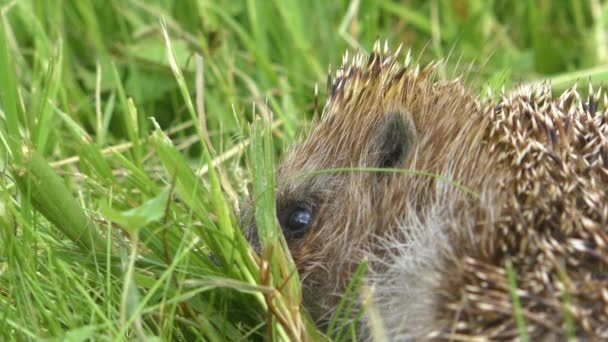 Wilde egel in het groene gras. — Stockvideo