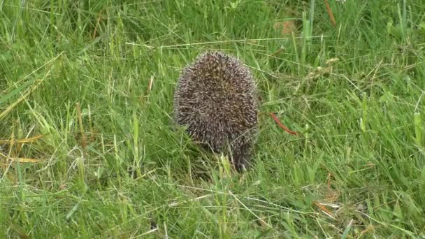 Divoký ježek v zelené trávě. — Stock video