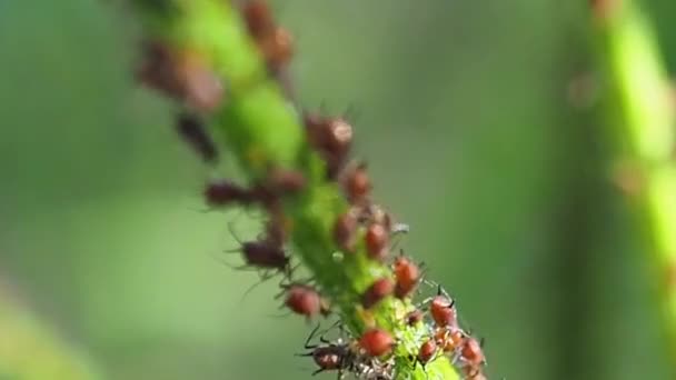 Aphids en el tallo de la planta . — Vídeos de Stock