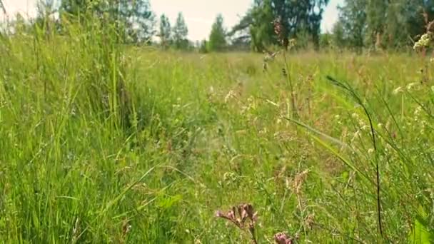 Ένα νεαρό σκυλί τρέχει χαρούμενα μέσα στο γρασίδι.. — Αρχείο Βίντεο